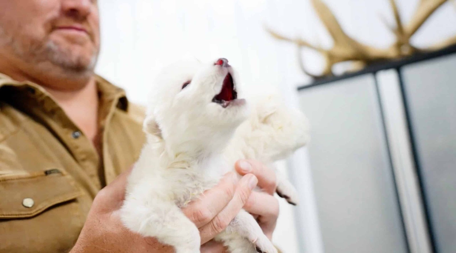 The terrible wolf is revived through the process of biotek company

